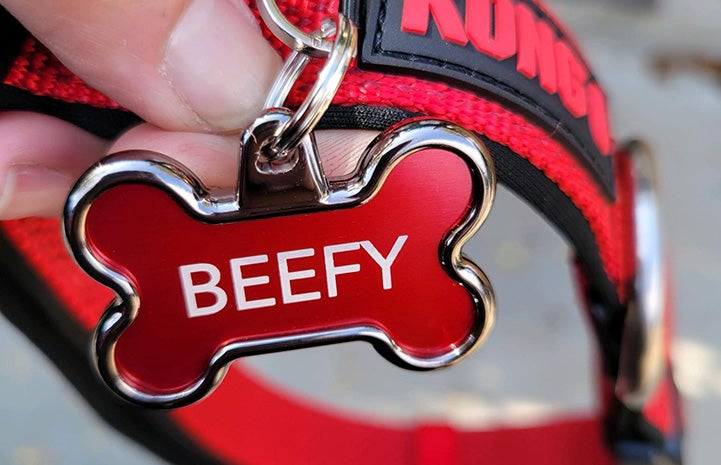 Dog tag with Beefy's name