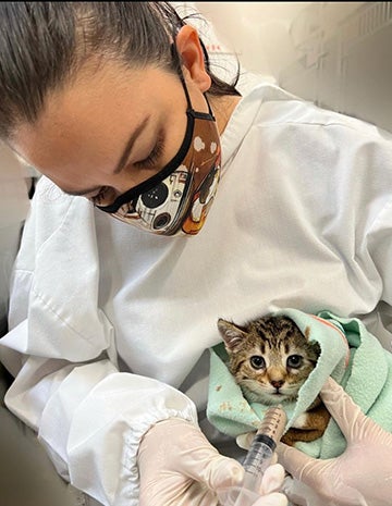 Medical person syringe-feeding a kitten