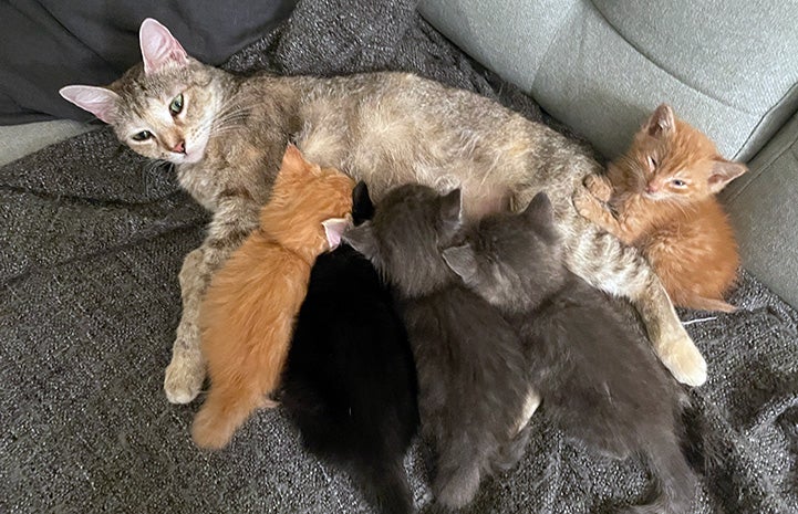Agave the mother cat nursing her kittens