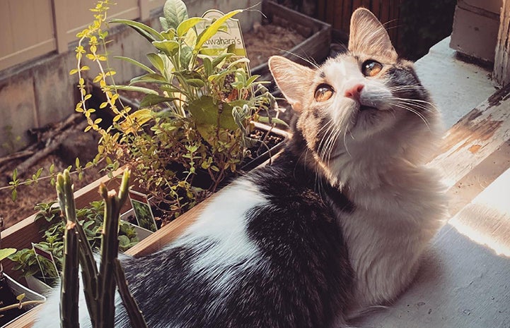 Squeegee the adult cat next to some plants