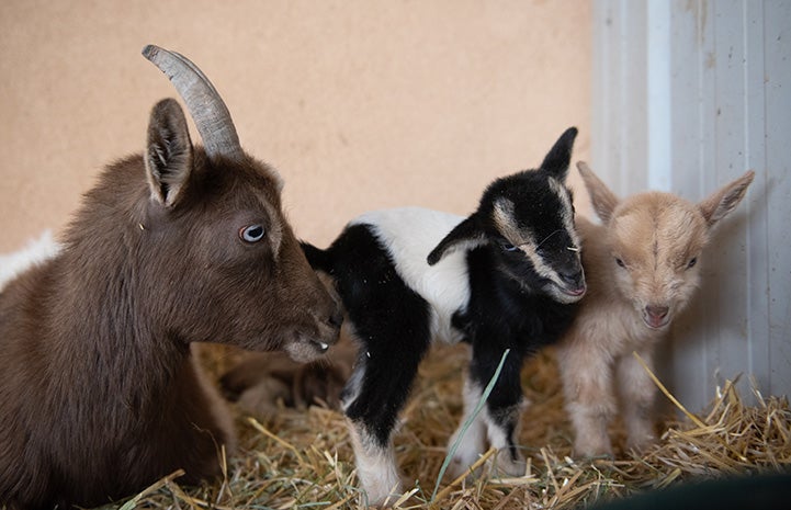 Fluery the goat with Ziggy and Neely, her babies