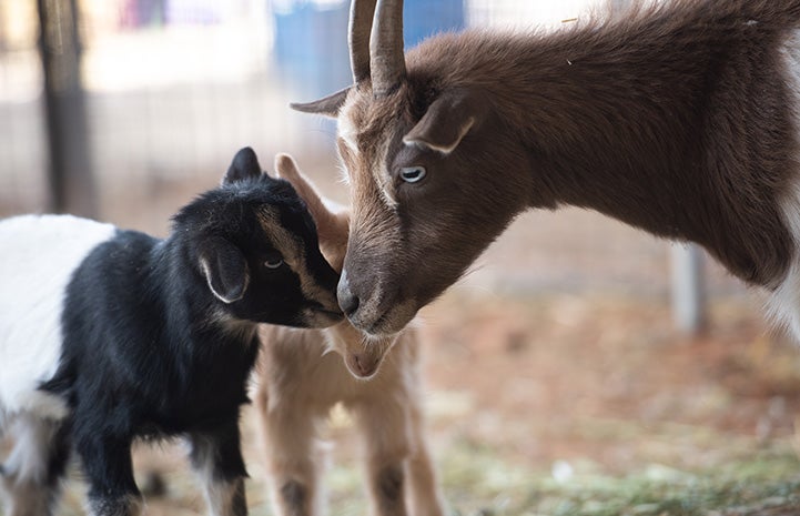 Fleury the mama goat nose-to-nose with Ziggy and Neely, her babies