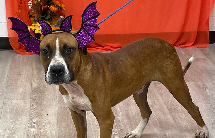 Brown and white dog wearing a bat ears headpiece as a costume