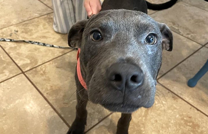 Blu the pit bull terrier puppy looking up at the camera