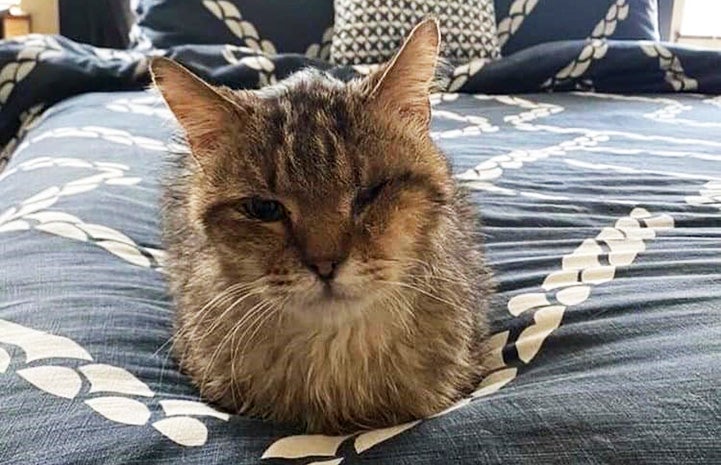 Kris Kringle the senior cat lying on a bed in a home