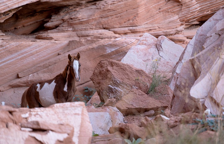 Foal in the rocks of Angel Canyon