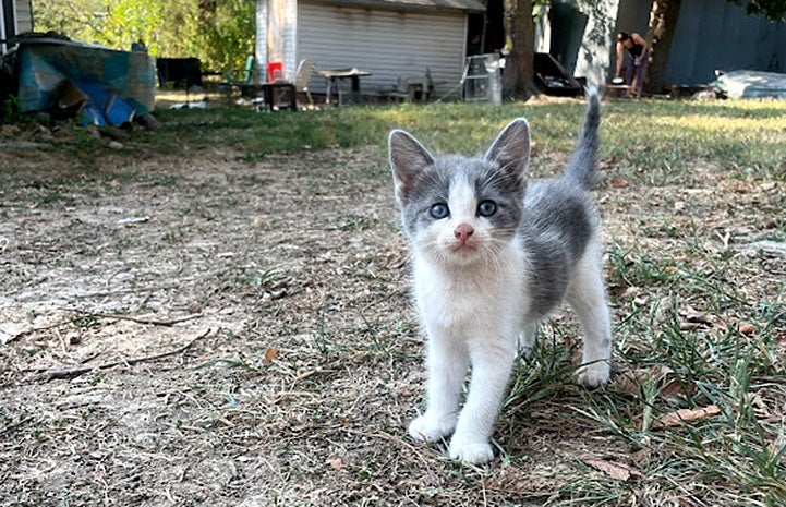 Gray and white kitten standing outside