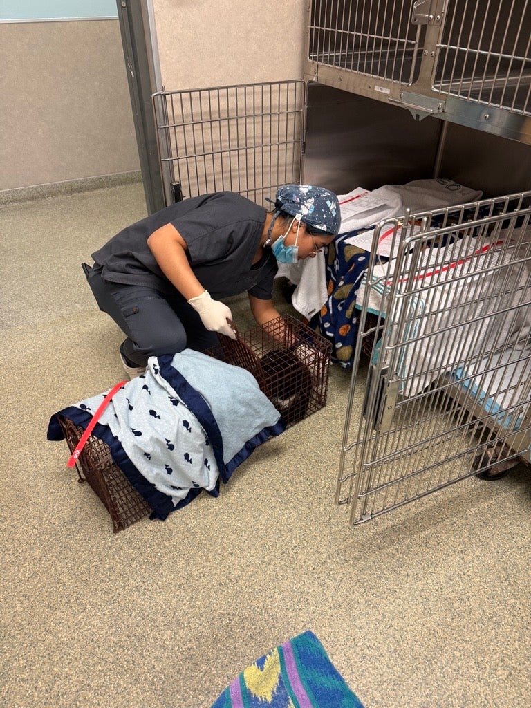 Jacksonville Humane Society employee bringing in a cat for their TNVR program.