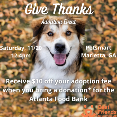 60% reduction in the number of pets killed versus 2016