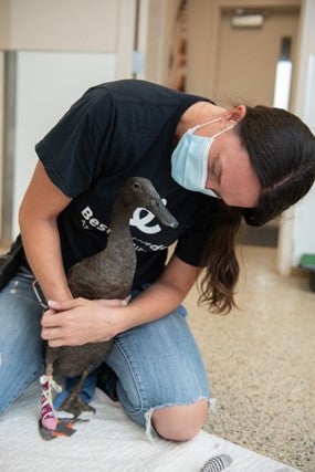 Masked person with arms around a duck wearing a cast