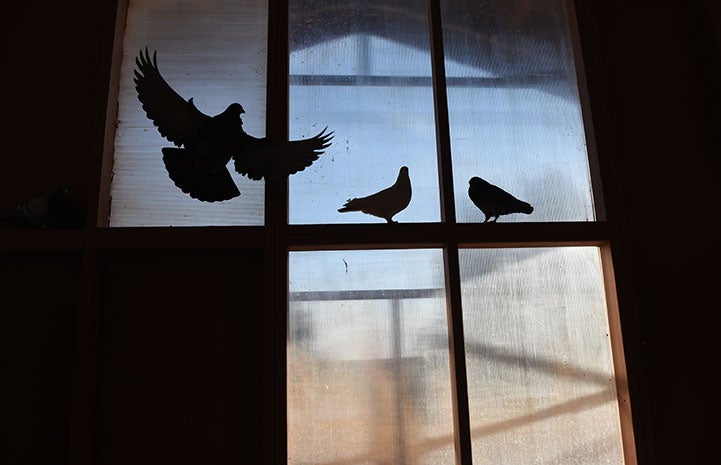 Silhouette of pigeons in a window, one flying
