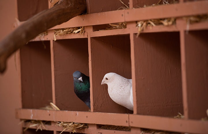 Two pigeons peeking their heads out of boxes toward one another