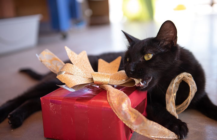 Black cat chewing the gold bow on a wrapped present