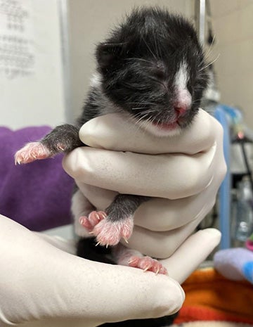 Gloved hands holding neonatal kitten