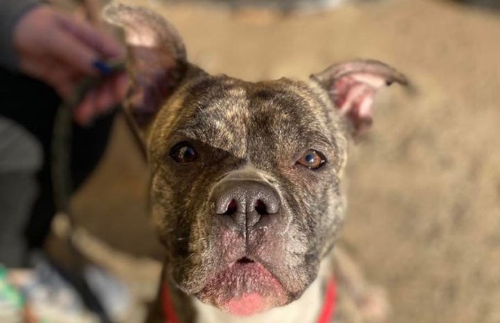 The head of Lady, a brindle dog