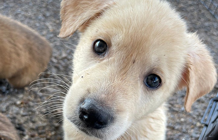 Face of a blond puppy