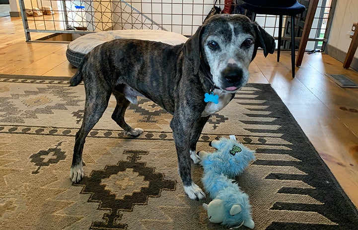 14-year-old Hubie the dog with a stuffed toy in front of him