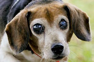 Mabel the beagle who was rescued from a puppy mill Mabel the beagle who was rescued from a puppy mill