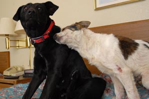 Iraq dogs at home Iraq dogs at home