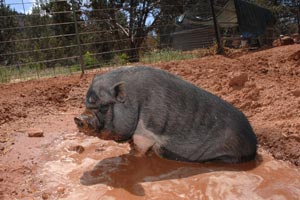  Pig named Cherry hanging out in a mud pit 