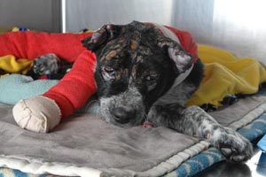 Crystal the puppy bandaged up after surviving a fire