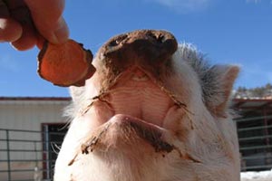 Hazel the pig being offered a healthy treat