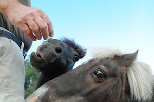 Shetland pony and mini pony begging for treats