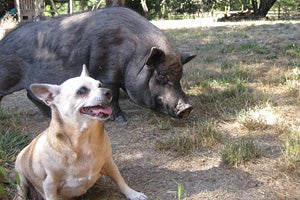Hogan the pig and Chihuahua dog