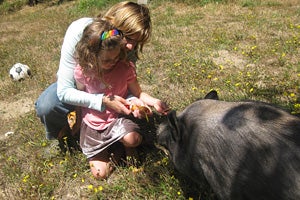 Hogan the pig getting fed treats from a little girl and her mom