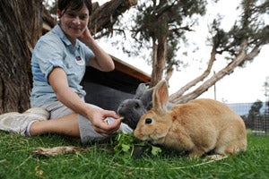 Two adoptable bunnies