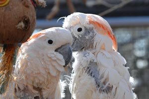 Two cockatoos Two cockatoos