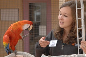 Former intern asking a rescued parrot to step up onto her hand