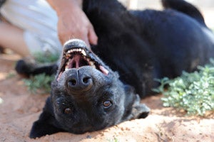 Lili Beauty, a black adoptable dog