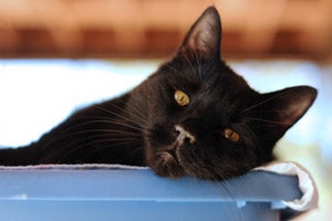 Black cat named Midnight
