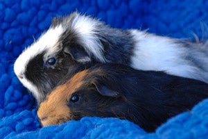 Rufus and Scout the guinea pigs