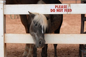 Horse sticking her head through a fence that reads "Please do not feed"