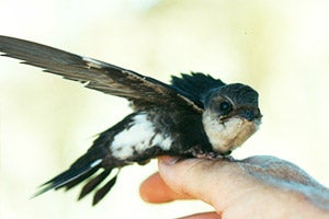 Swifty the white-throated swift