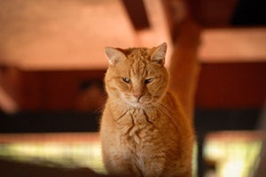 Tigger an orange cat from Pahrump, Nevada, rescue