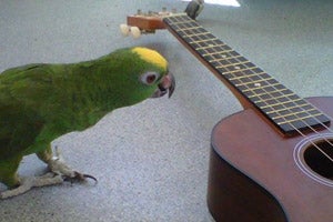 Scooby Doo the parrot checking out Heather's ukulele