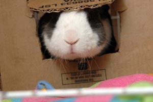 Bunny sticking her snout through a cardboard box