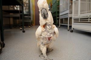 Charlie the parrot Confident parrot named Charlie