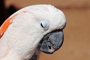  Moluccan cockatoo 