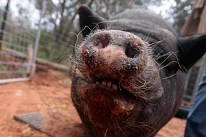 Pig named Arnold at Best Friends Animal Sanctuary