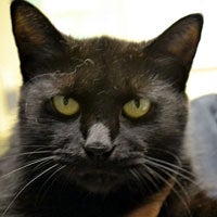 All-black cat named Jane