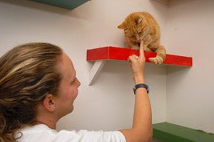 Caregiver petting one of the Pahrump cats