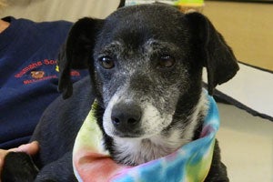 Senior dog named Missy who was adopted