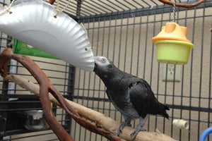  Parrot engaging with a handmade foraging toy 