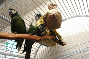 Parrot with an enrichment toy hanging from their cage Parrot with an enrichment toy hanging from their cage