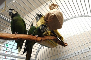  Parrot with an enrichment toy hanging from their cage