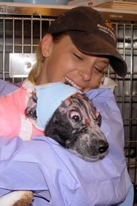 Puppy wrapped in bandages being snuggled by a caregiver